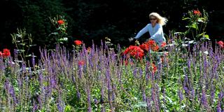 Eine Frau fährt mit dem Rad an einem Sommerblumenfeld vorbei. (Foto: picture-alliance/ dpa | Uwe Zucchi)