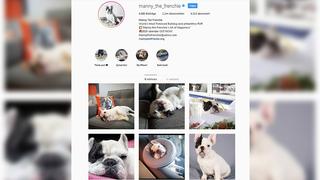 Hund auf Instagram (Foto: Instagram Screenshot)