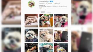 Marnie the Dog (Foto: Instagram Screenshot)