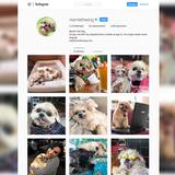 Marnie the Dog (Foto: Instagram Screenshot)
