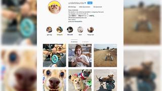Hund auf Instagram (Foto: Instagram Screenshot)