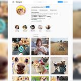 Hund auf Instagram (Foto: Instagram Screenshot)