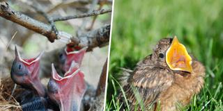 Bildcollage. Links: Nestlinge, Rechts: Ästling (Foto: Links: IMAGO / Depositphotos, Rechts: NABU/CEWE/Nadine Bettinghausen)