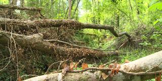 Gefällte Bäume (Foto: SR)