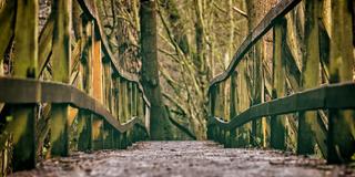Alte Brücke aus Holz in einem Wald (Foto: pixabay)