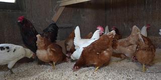 Hühner im Stall (Foto: SR)