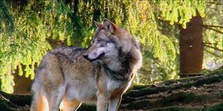 Wolf (Foto: SR)