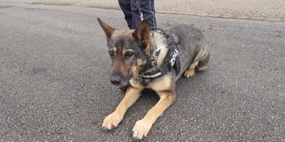 Zollhund Siska (Foto: SR)