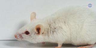 Eine Labormaus (Foto: SR)