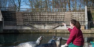 Seehund-Fütterung vor leerer Tribüne  (Foto: picture alliance/dpa | Oliver Dietze)