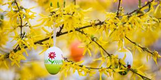 Bunte Ostereier hängen an einem Forsythienstrauch (Foto: picture alliance/dpa | Ulrich Perrey)
