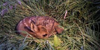 Ein vier bis fünf Tage altes Rehkitz liegt zwischen Gräsern auf einem Feld. Mit Hilfe einer Drohne mit Wärmebildkamera wurde das Jungtier in der Nacht entdeckt.  (Foto: picture alliance/dpa | Swen Pförtner)