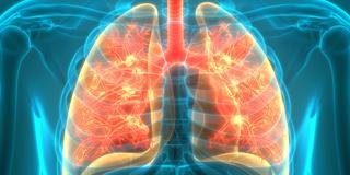 Das Atemsystem der Lunge (Symbolbild) (Foto: picture alliance / Zoonar | magicmine)