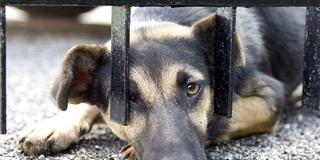 Ein Hund kauert unter einem Gitter (Foto: picture alliance / Zoonar | Manfred Ruckszio)