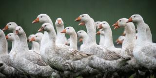 Freilandgänse stehen auf einer Wiese auf einem Geflügelhof (Symbolbild). (Foto: picture alliance/dpa | Christian Charisius)