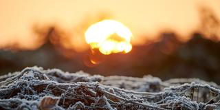 Aufgehende Wintersonne über mit Raureif bedeckten Blättern (Foto: picture alliance/dpa | Henning Kaiser)