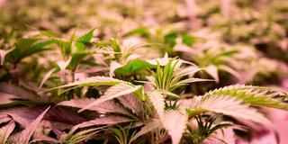 Cannabisplanzen stehen im Blühraum einer Produktionsanlage von Aphira für medizinisches Cannabis.  (Foto: picture alliance/dpa | Christian Charisius)