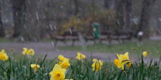 Ein Graupelschauer geht über Osterglocken nieder. (Foto: picture alliance/dpa/dpa-Zentralbild | Sebastian Willnow)