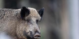 Ein Wildschwein in Großaufnahme (Foto: picture alliance/dpa | Lino Mirgeler)