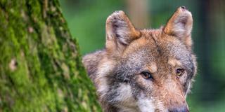 Ein Wolf schaut abwartend hinter einem Baum hervor. (Foto: picture alliance/dpa | Lino Mirgeler)