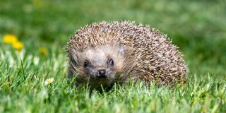 Ein Igel läuft durch einen Garten. (Foto: picture alliance/dpa | Armin Weigel)