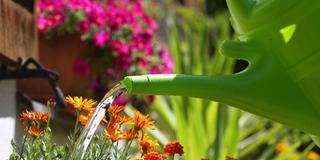 Blumen werden in einem Garten mit Wasser aus einer Gießkanne gegossen. (Foto: picture alliance/dpa | Karl-Josef Hildenbrand)