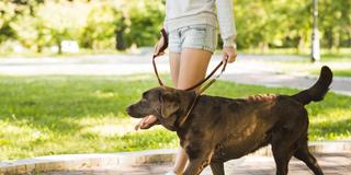 Jugendliche geht mit dem Hund einer Nachbarin Gassi  (Foto: picture alliance / Zoonar | Oleksandr Latkun)