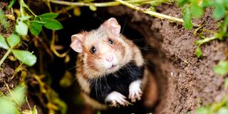 Ein Feldhamster (Cricetus cricetus) in seinem natürlichen Habitat (Foto: picture alliance/dpa | Oliver Berg)