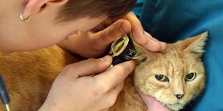 Eine Tierärztin kontrolliert das Ohr einer Hauskatze (Foto: picture alliance/dpa | Waltraud Grubitzsch)