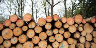 Holzeinschlag. Stapel aus frisch geschlagenen Baumstämmen. (Foto: picture alliance/dpa | Bernd Thissen)