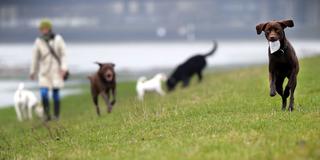 Eine Frau geht mit mehreren Hunden am Fluss über eine Wiese (Foto: picture alliance / dpa | Daniel Naupold)