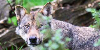 Ein Wolf steht im Wald (Foto: picture alliance/dpa | Julian Stratenschulte)