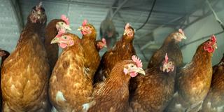Hühner stehen dicht gedrängt in einem Stall (Foto: picture alliance/dpa | Julian Stratenschulte)