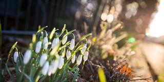 Schneeglöckchen blühen am Straßenrand (Foto: picture alliance / dpa | Frank Rumpenhorst)