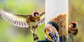 Stieglitze (Distelfinken) fliegen auf eine Futterstelle im Garten (Foto: picture alliance/dpa | Oliver Berg)