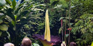 Besucher eines botanischen Garten schauen sich die Blüte einer Titanenwurz an (Foto: picture alliance/dpa | Daniel Löb)