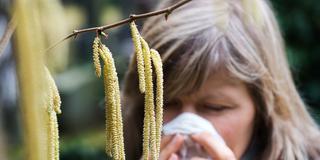 Frau schnäuzt sich hinter blühendem Haselstrauch. (Foto: picture alliance / dpa | Arno Burgi)