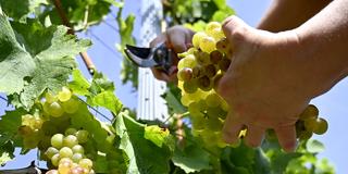 Jemand schneidet Trauben von einer Weinrebe ab (Foto: picture alliance/dpa/TASR | Roman Hanc)