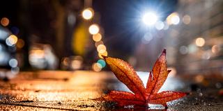 Herbstlich gerfärbtes Laub liegt nachts auf einer nassen Straße (Foto: picture alliance/dpa | Frank Rumpenhorst)