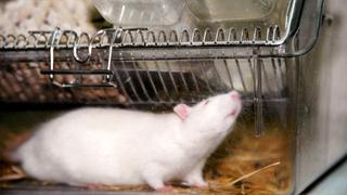Eine Ratte im Käfig eines Tierversuchlabors (Foto: dpa)