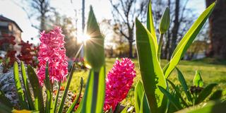 Blühende Hyazinten vor Frühlingssonne. (Foto: picture alliance/dpa | Christoph Schmidt)