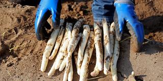 Frisch geernteter Spargel auf dem Acker (Foto: picture alliance/dpa | Bernd Wüstneck)