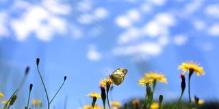 Ein Weißklee-Gelbling sitzt auf einer Blumenwiese unter weiss-blauem Himmel (Foto: picture alliance/dpa | Karl-Josef Hildenbrand)