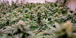 Symbolbild: Zahlreiche Cannabispflanzen wachsen auf einer Plantage (Foto: picture alliance/dpa | Hauke-Christian Dittrich)