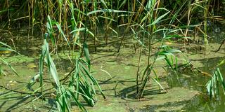 Blaualgen (Cyanobakterien) schwimmen auf einem Badegewässer (Foto: picture alliance/dpa | Patrick Pleul)