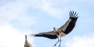 Störche bei ihrem Nest (Foto: picture alliance/dpa | Frank Hammerschmidt)