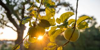 Äpfel hängen bei Sonnenaufgang an einem Baum auf einer Streuobstwiese. (Foto: picture alliance/dpa | Daniel Vogl)