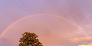 Ein Regenbogen über einem Baum in nder Landschaft (Foto: picture alliance / Jan Eifert)