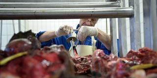 Ein Veterinär in einer Tierkörperbeseitigungsanlage nimmt Proben an einem toten Tier. (Foto: picture alliance / dpa | Tobias Kleinschmidt)