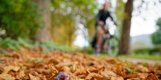 Herbstlaub und Kastanien liegen am Wegesrand (Foto: picture alliance/dpa | Uwe Anspach)